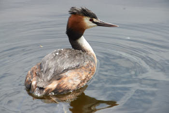 Faune des marais<br>NIKON D4, 700 mm, 800 ISO,  1/1600 sec,  f : 8 